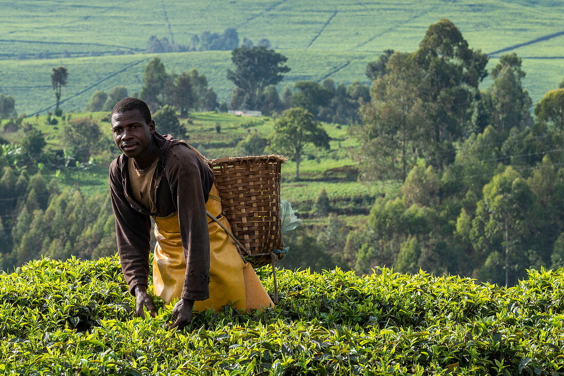 Mann mit Korb erntet Teeblätter in Teeplantage, nahe Gisakura, Western Province, Ruanda, Afrika