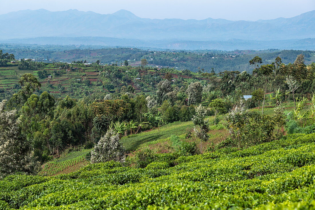 Blick über Teeplantage, Bäume, üppige Vegetation und Berge in der Ferne, nahe Gisakura, Western Province, Ruanda, Afrika