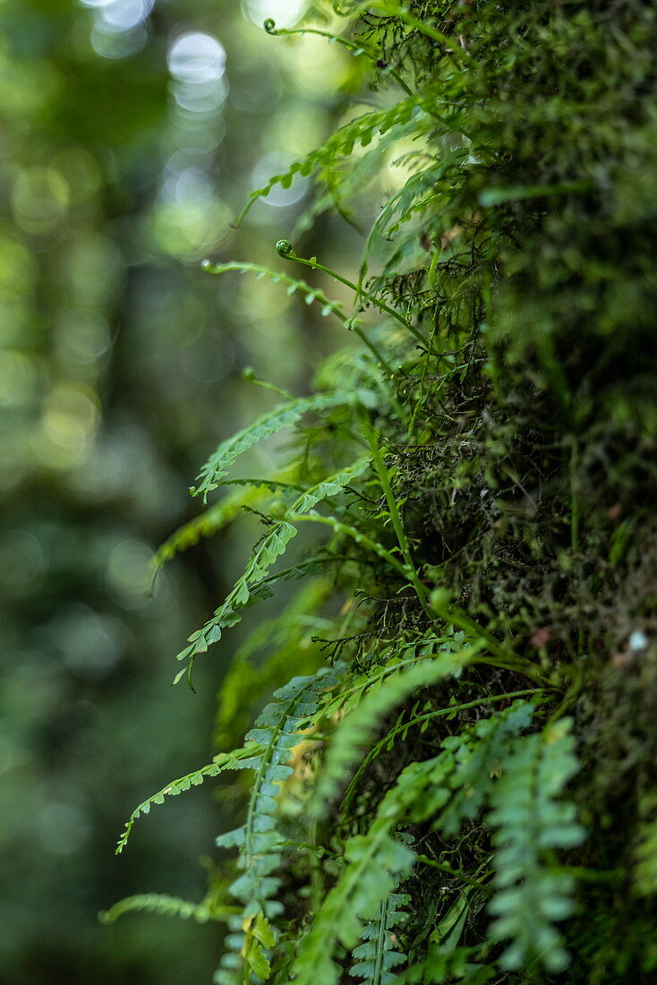 Detail of delicate ferns on tree in the jungle during a chimpanzee discovery hike in Cyamudongo Forest, Nyungwe Forest National Park, Western Province, Rwanda, Africa