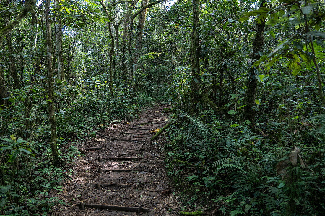 Path through lush jungle during a chimpanzee discovery hike in Cyamudongo Forest, Nyungwe Forest National Park, Western Province, Rwanda, Africa