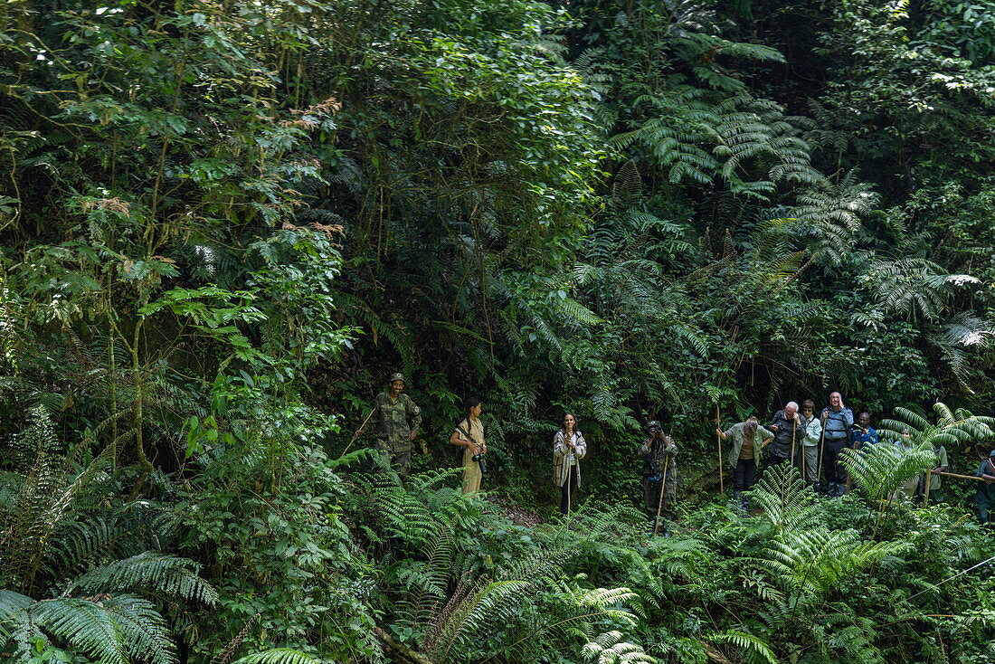 Ranger guide and hiking group run through lush jungle during a chimpanzee discovery hike in Cyamudongo Forest, Nyungwe Forest National Park, Western Province, Rwanda, Africa