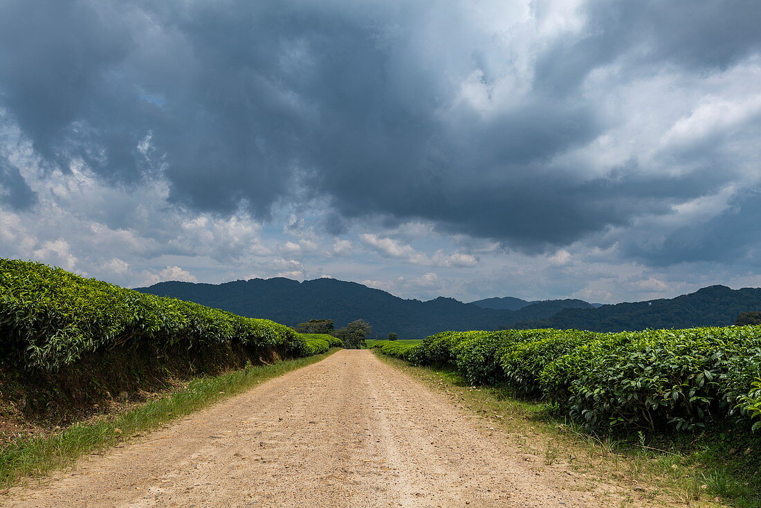 Gravel road leads through the Gisakura tea plantation with mountains of the Nyungwe Forest National Park behind, near Gisakura, Western Province, Rwanda, Africa