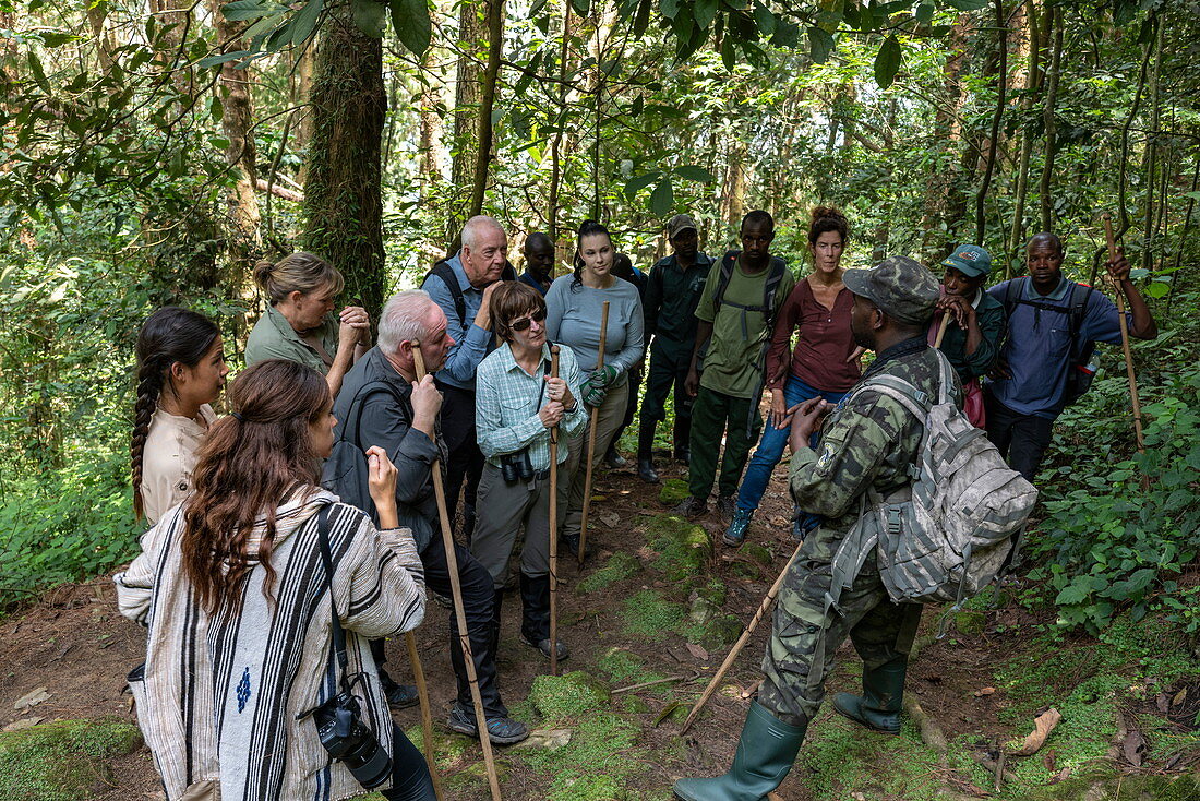 Ranger Guide und Wandergruppe im üppigen Dschungel während einer Schimpansen Entdeckungswanderung im Cyamudongo Forest, Nyungwe Forest National Park, Western Province, Ruanda, Afrika