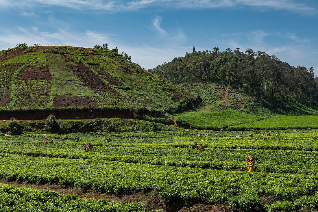 Workers harvest tea leaves in a tea plantation, near Gisakura, Western Province, Rwanda, Africa