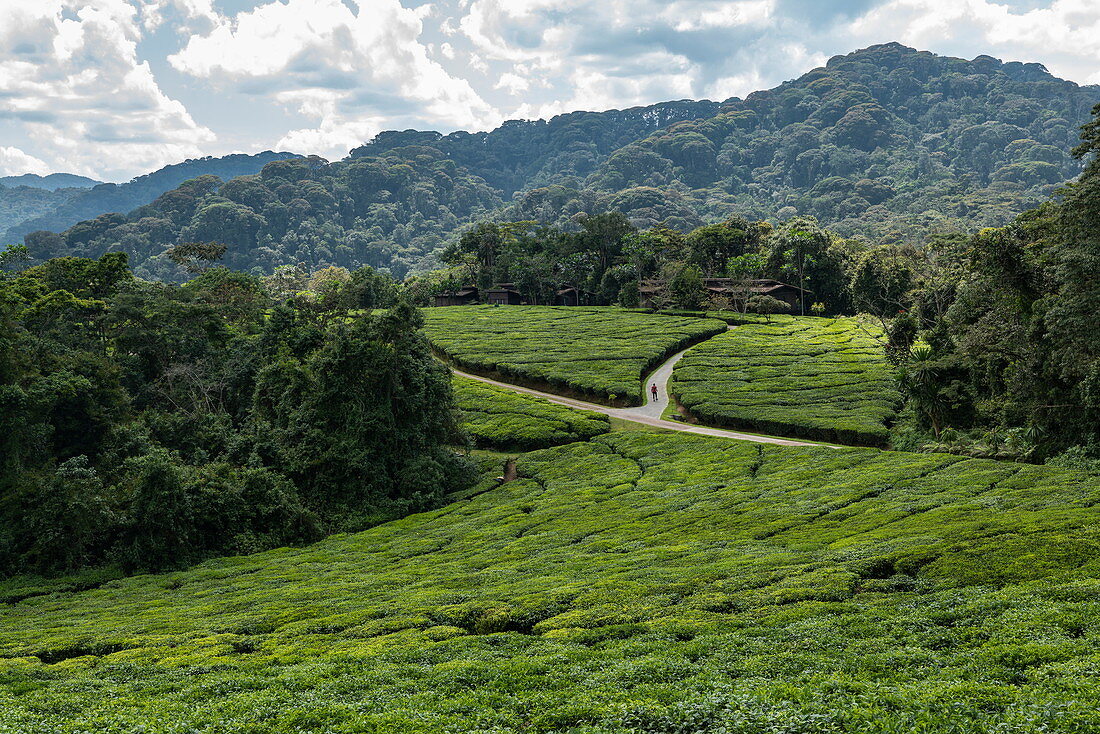 Straße zum Luxusresort OneundOnly Nyungwe House inmitten der Teeplantage Gisakura mit Bergen des Nyungwe Forest National Park dahinter, nahe Gisakura, Western Province, Ruanda, Afrika