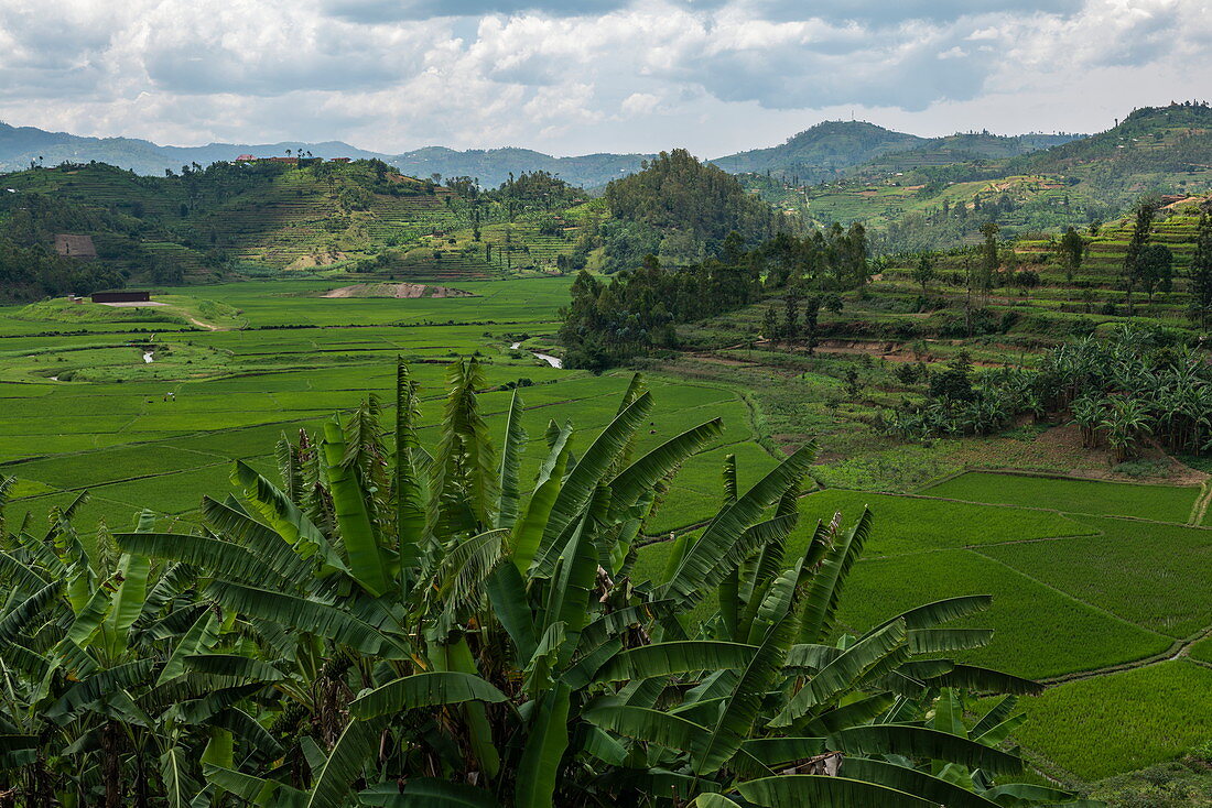 Blick über Bananenbaum und Teeplantage, nahe Gitesi, Western Province, Ruanda, Afrika