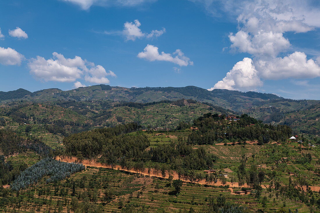 Tree plantations on mountains, near Gitesi, Western Province, Rwanda, Africa