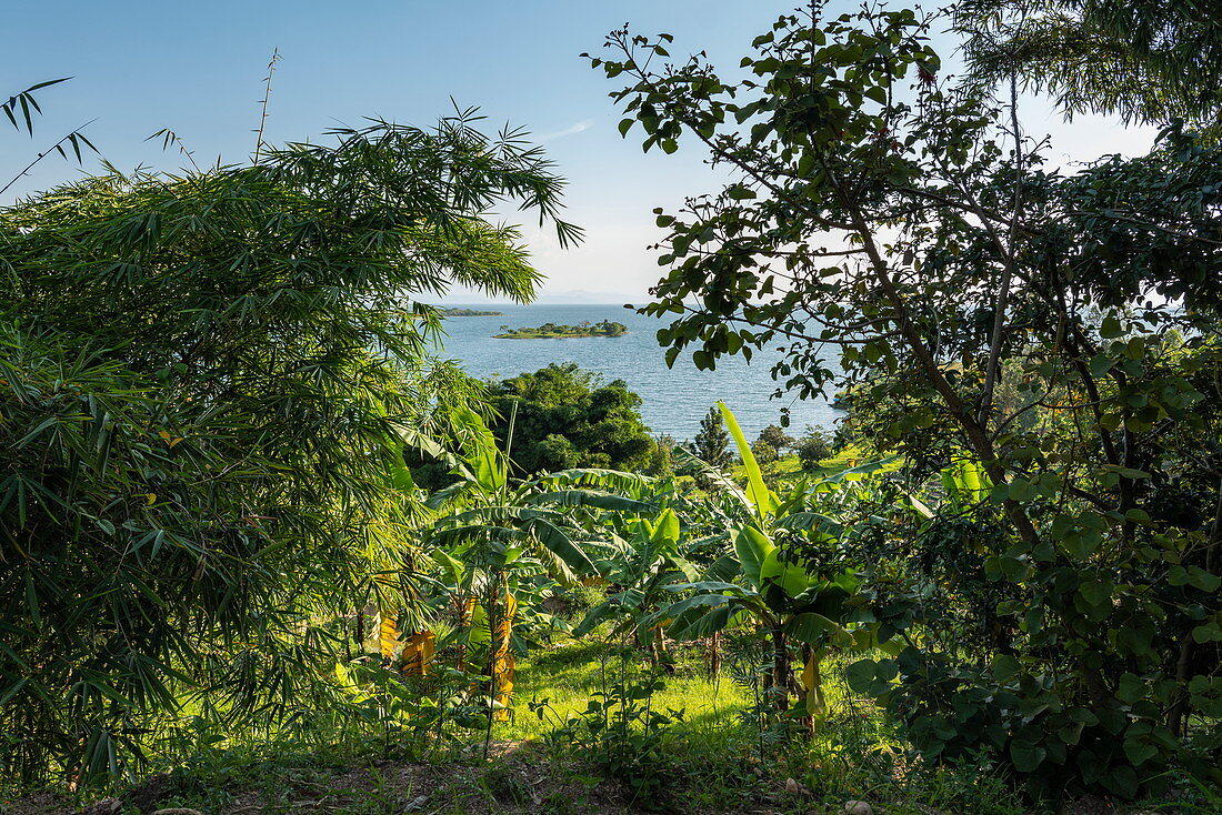 Bananenbäume in üppigen Gärten entlang Ufer von Kivu See, Kinunu, Western Province, Ruanda, Afrika