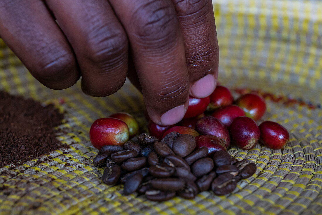 Detail von Hand mit Kaffeebohnen in verschiedenen Stadien in einer Kaffeeplantage, Kinunu, Western Province, Ruanda, Afrika
