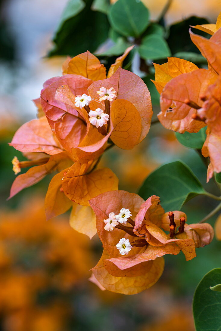 Orangefarbene Bougainvillea Blumen in den Gärten vom Kivu Paradis Hotel Resort am Ufer des Kivu See, Nyamyumba, Western Province, Ruanda, Afrika