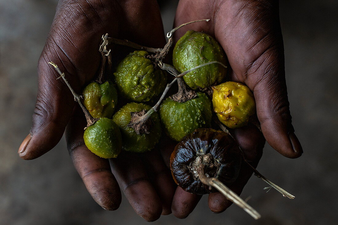 Detail of seeds in the hands of medicine man in the cultural village of Gorilla Guardians Village, Ruhengeri, Northern Province, Rwanda, Africa
