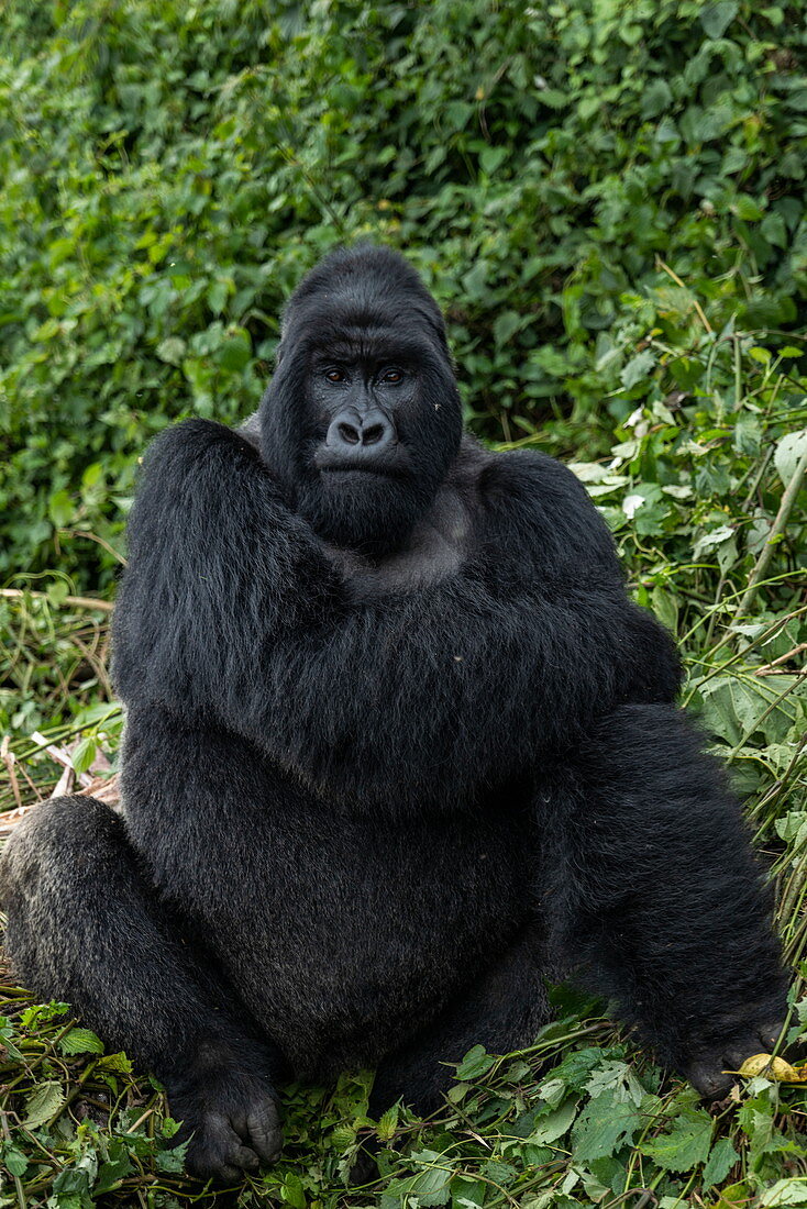 Silverback Guhonda is over 30 years old, two meters tall, weighs more than 200 kg and is the undisputed leader of the Sabyinyo group of gorillas in Volcanoes National Park, Northern Province, Rwanda, Africa