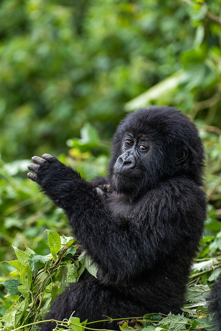 Junger Gorilla der Sabyinyo Gruppe von Gorillas, Volcanoes National Park, Northern Province, Ruanda, Afrika