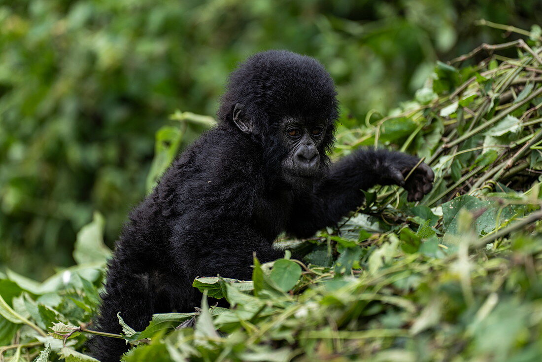 Young gorilla of the Sabyinyo group of gorillas, Volcanoes National Park, Northern Province, Rwanda, Africa