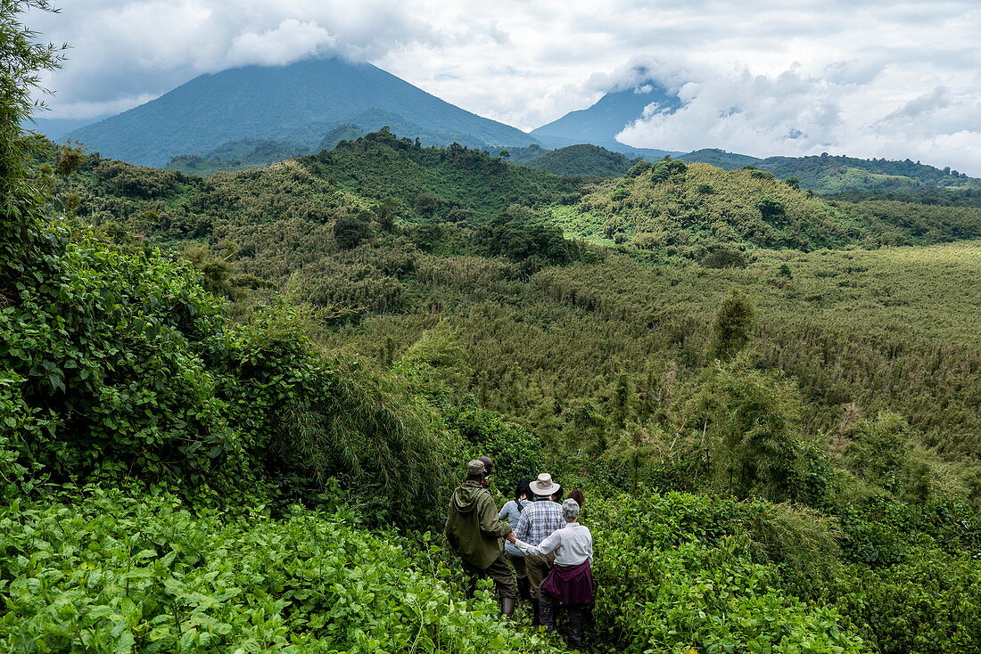 Ranger Guide und Besucher manövrieren ihren Weg durch dichten Dschungel während eines Trekking Ausflug zur Sabyinyo Gruppe von Gorillas, Volcanoes National Park, Northern Province, Ruanda, Afrika
