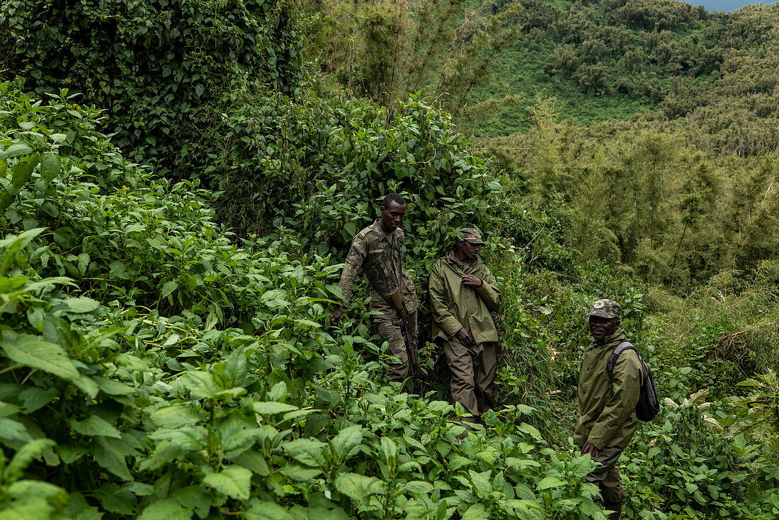 Ranger Guides und Tracker während eines Trekking Ausflug zur Sabyinyo Gruppe von Gorillas, Volcanoes National Park, Northern Province, Ruanda, Afrika