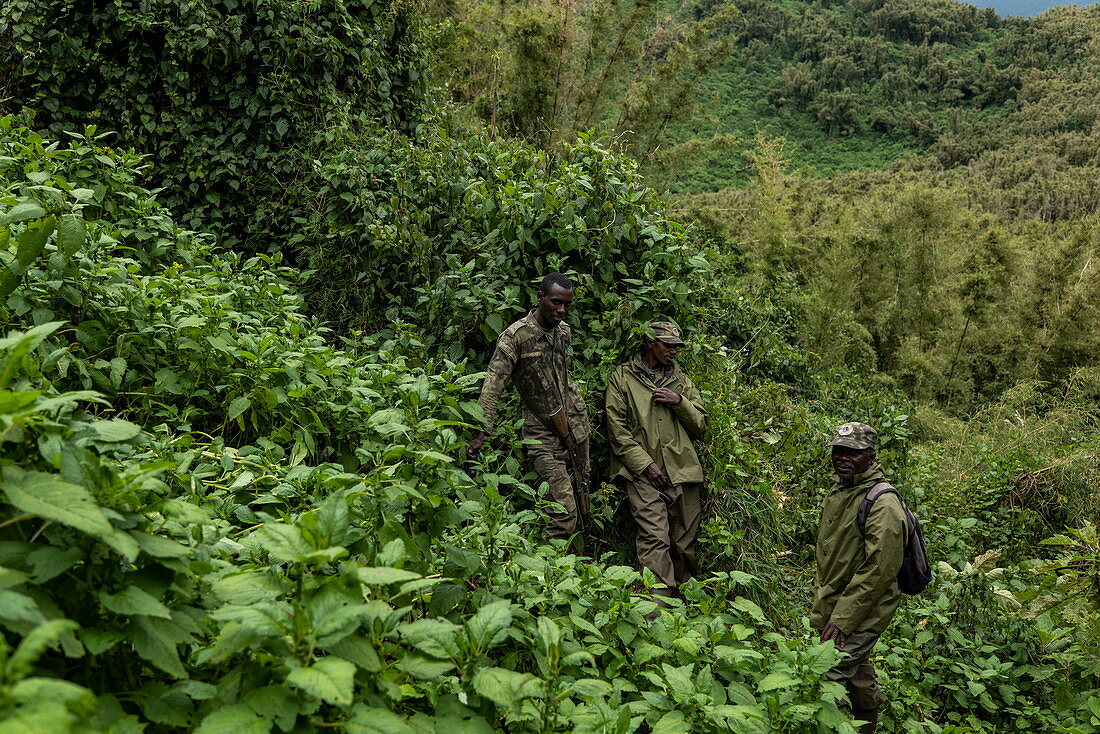 Ranger guides and trackers during a trekking excursion to the Sabyinyo group of gorillas, Volcanoes National Park, Northern Province, Rwanda, Africa