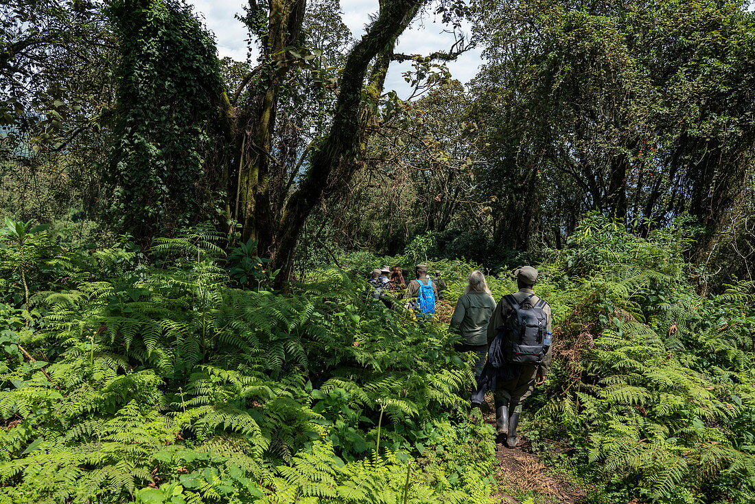Ranger guides and visitors maneuver their way through dense jungle during a trekking excursion to the Sabyinyo group of gorillas, Volcanoes National Park, Northern Province, Rwanda, Africa
