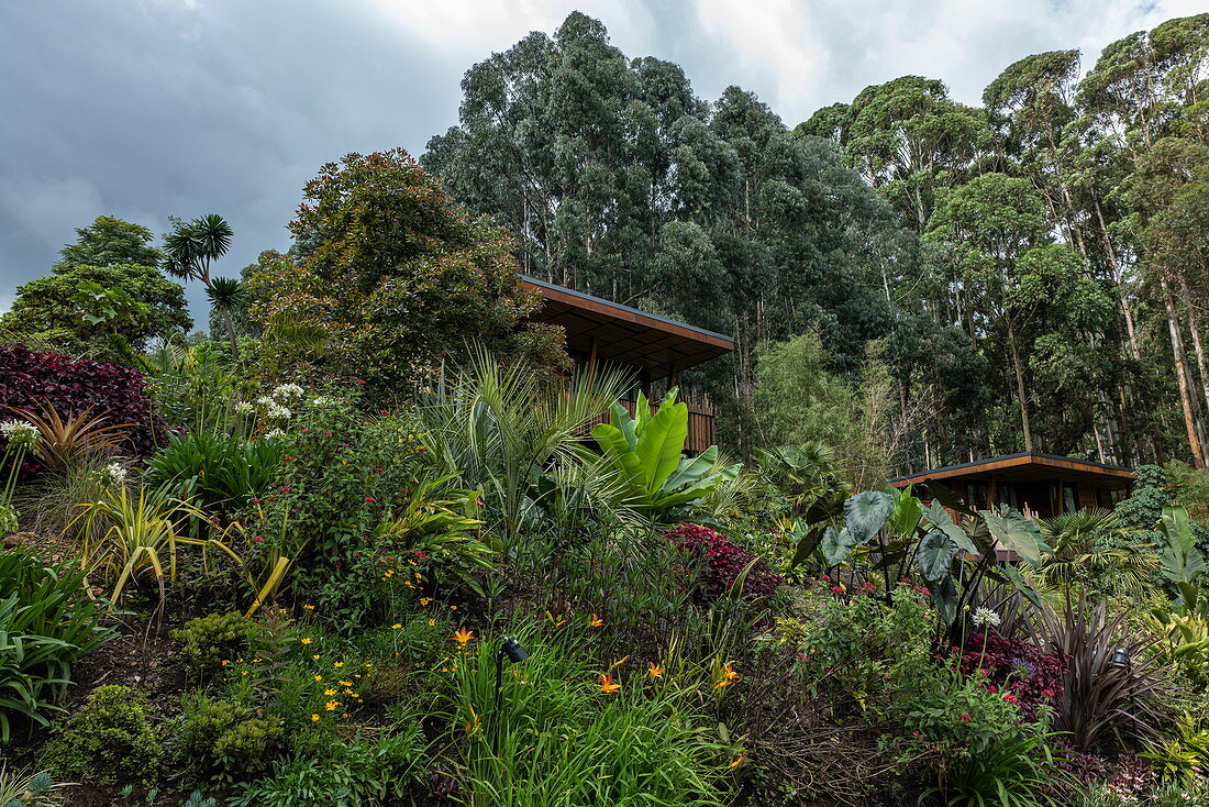 Wald und Chalets im Luxusresort OneundOnly Gorilla's Nest, Ruhengeri, Northern Province, Ruanda, Afrika