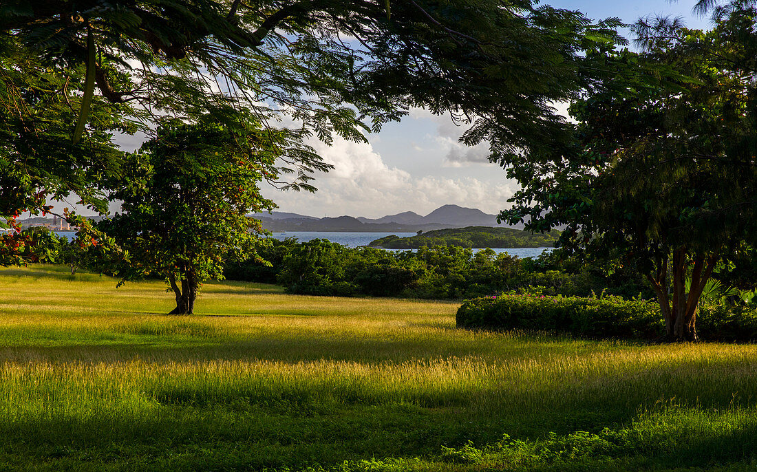 View of a verdant green setting looking back through raintrees towards Antigua, in the west Indies.