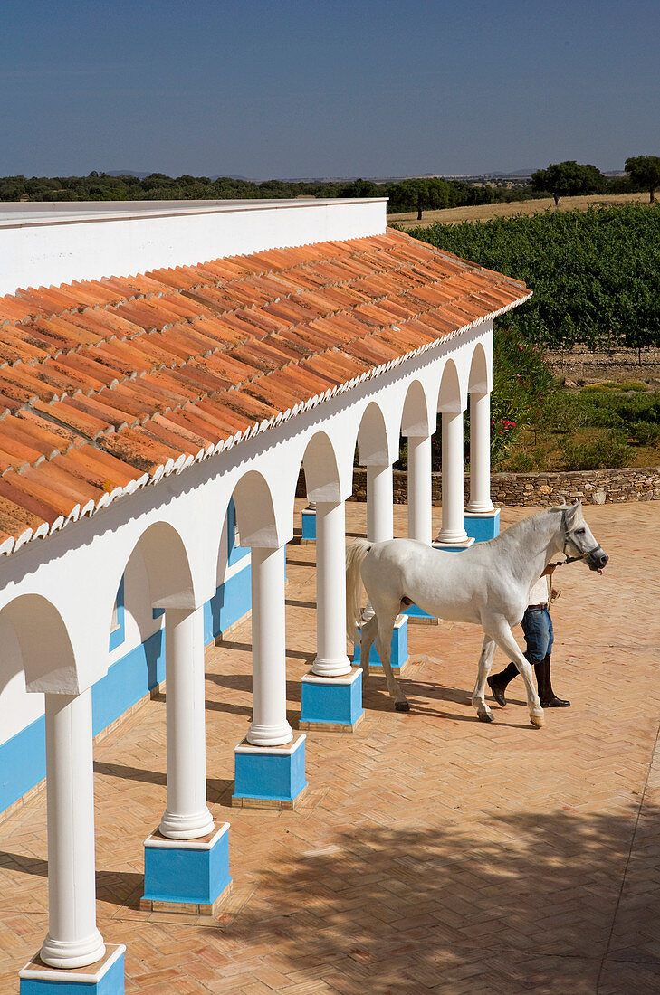 Ein Mann führt ein weißes Pferd aus dem Stall auf einer Farm in Alentejo in Portugal
