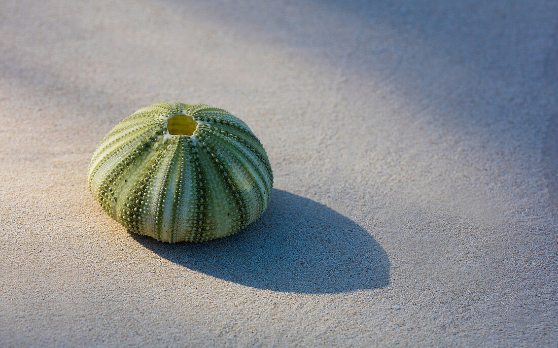 Green Seaurchin shot on fine sand beach. Shot on Caribbean island.