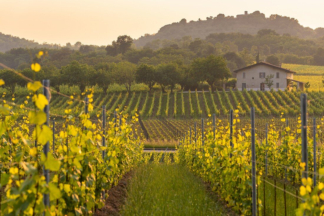Golden hour into the vineyards of Franciacorta, Brescia province, Lombardy, Italy, Europe.