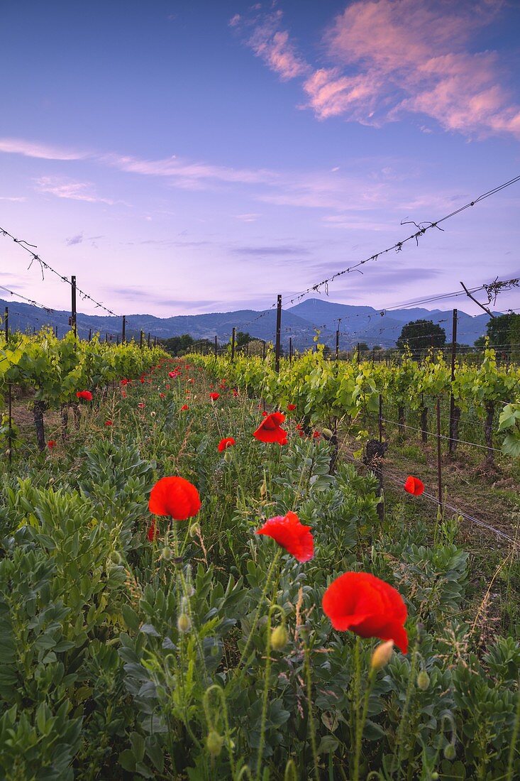 Sonnenuntergang in Franciacorta, Provinz Brescia, Bezirk Lombardei, Italien, Europa.