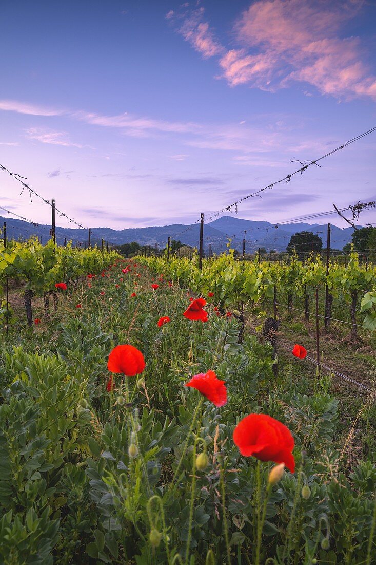 Sunset in Franciacorta, Brescia province, Lombardy district, Italy, Europe.