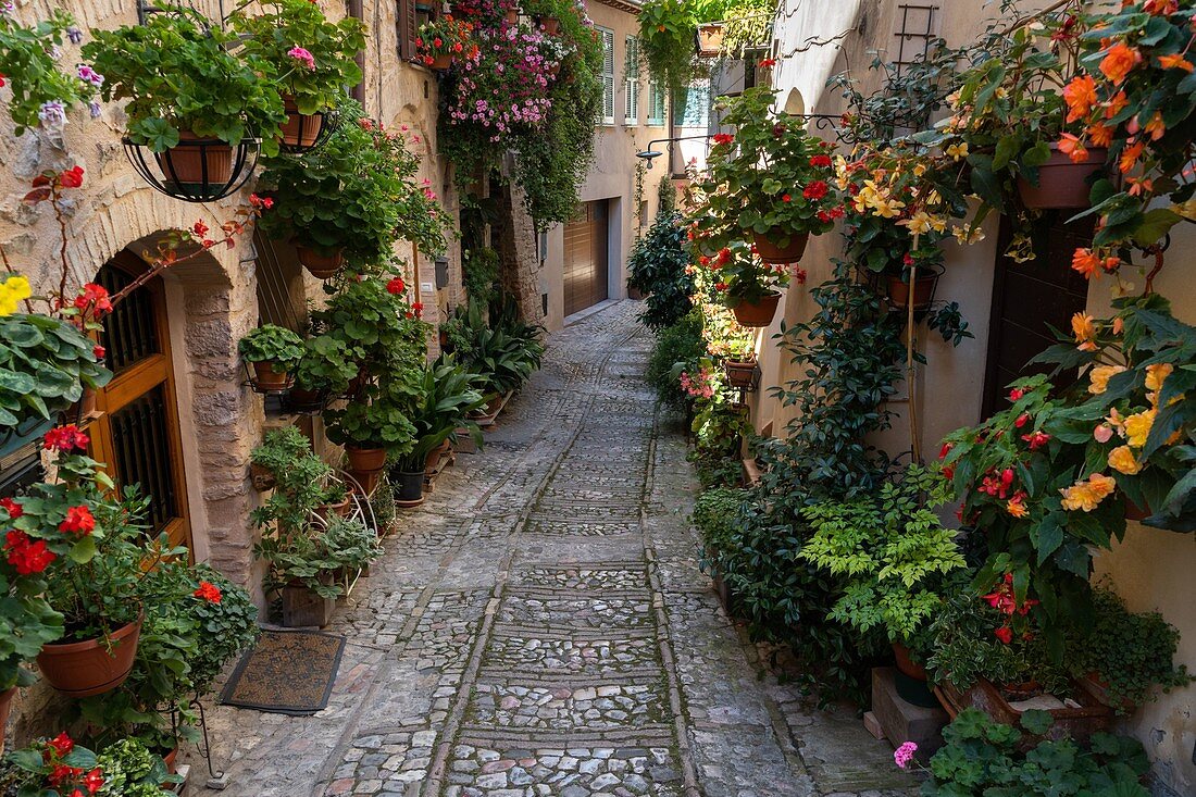 Spello, Provinz Perugia, Umbrien, Italien, Europa