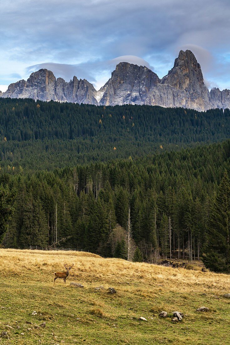 Hirsch mit Berg Cimon della Pala im Hintergrund, Naturpark Paneveggio-Pale di San Martino, Dolomiten, Trentino, Trento, Italien