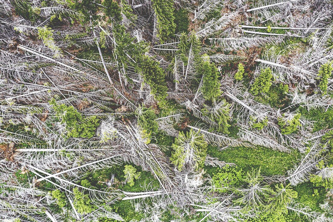 Fallen trees after the storm Vaia, aerial view, Moena, Val di Fiemme, Dolomites, Trentino-Alto Adige, Italy