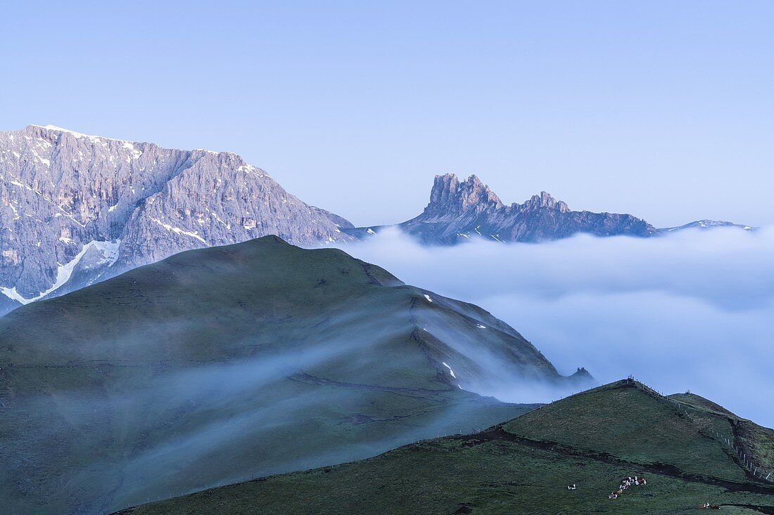 Cows grazing at feet of Cime di Terrarossa, Molignon and Palacia in the mist, Seiser Alm, Dolomites, South Tyrol, Italy