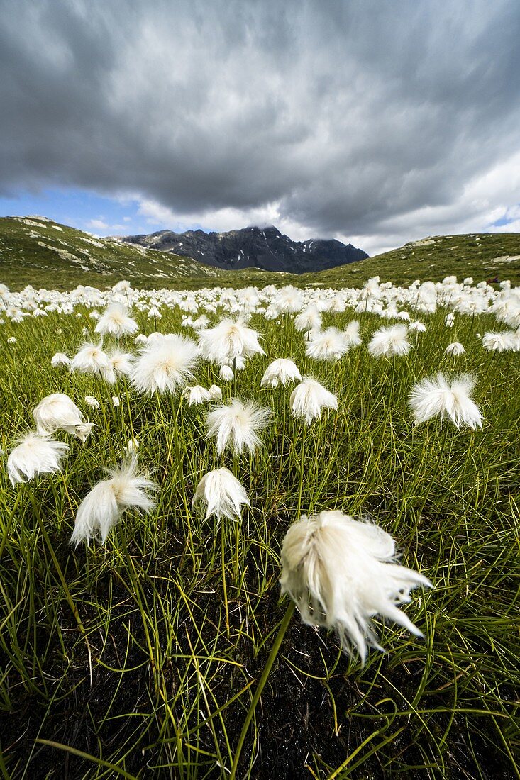 Storm clouds over fields of cotton grass in bloom, Pian dei Cavalli, Vallespluga, Valchiavenna, Valtellina, Lombardy, Italy