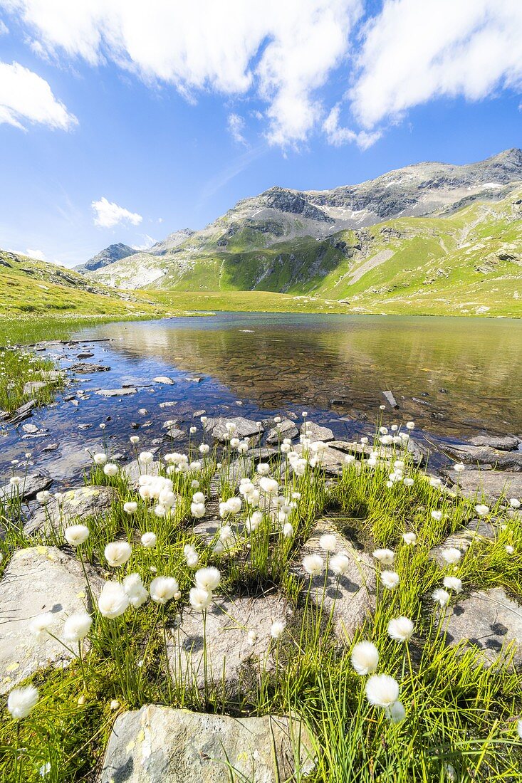 Blühen von Wollgras an Ufern unberührter Baldiscio-Seen, Val Febbraro, Valchiavenna, Vallespluga, Lombardei, Italien