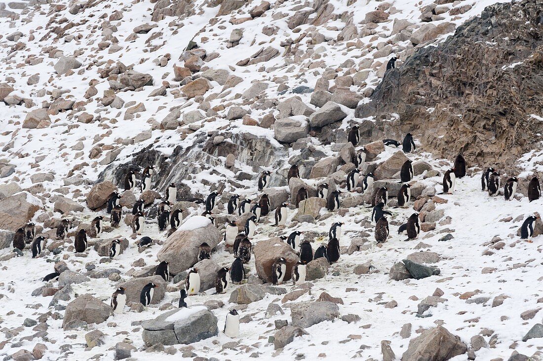 Eine Eselspinguinkolonie, Pygoscelis papua, Neko Hafen, Antarktis.