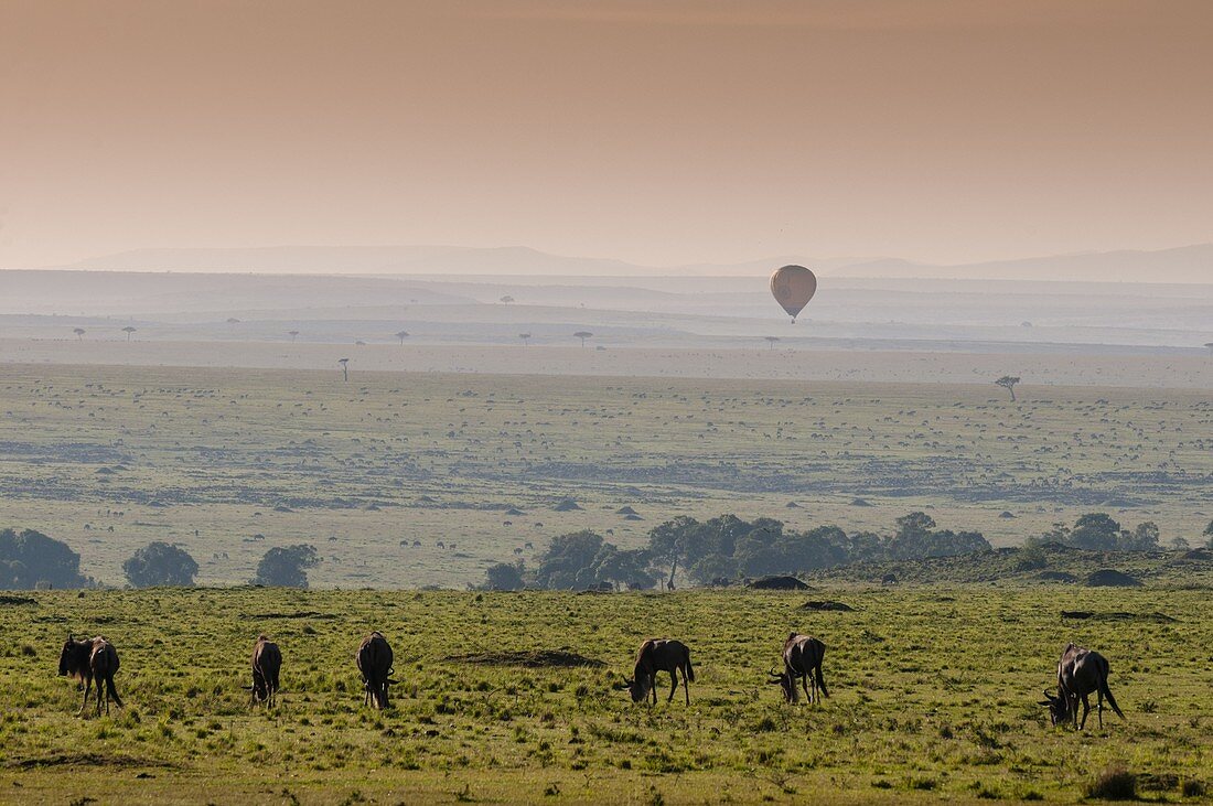 Baloon safari over Wildbeest migrating, Masai Mara National Reserve, Kenya.