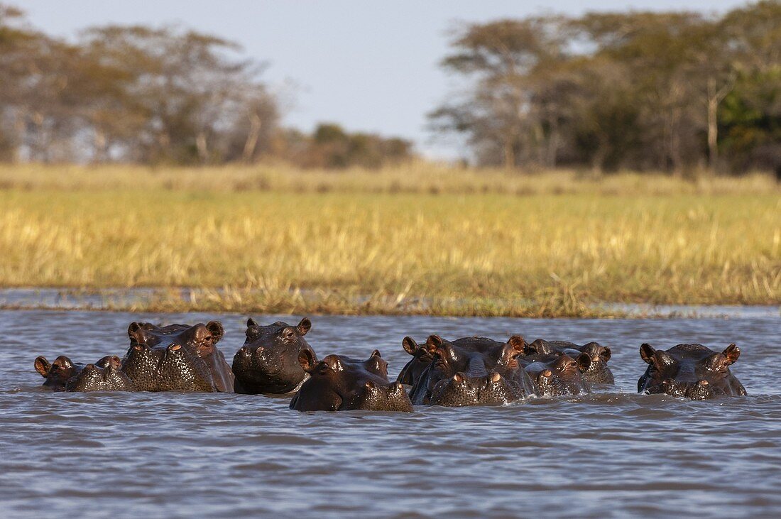 Hippopotamus (Hippopotamus Amphibius), Busanga Plains, Kafue National Park, Zambia.