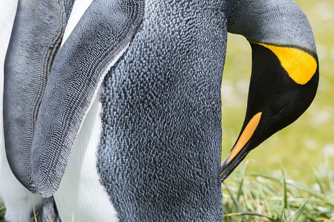 King penguin (Aptenodytes patagonica), Volunteer Point, Falkland Islands.