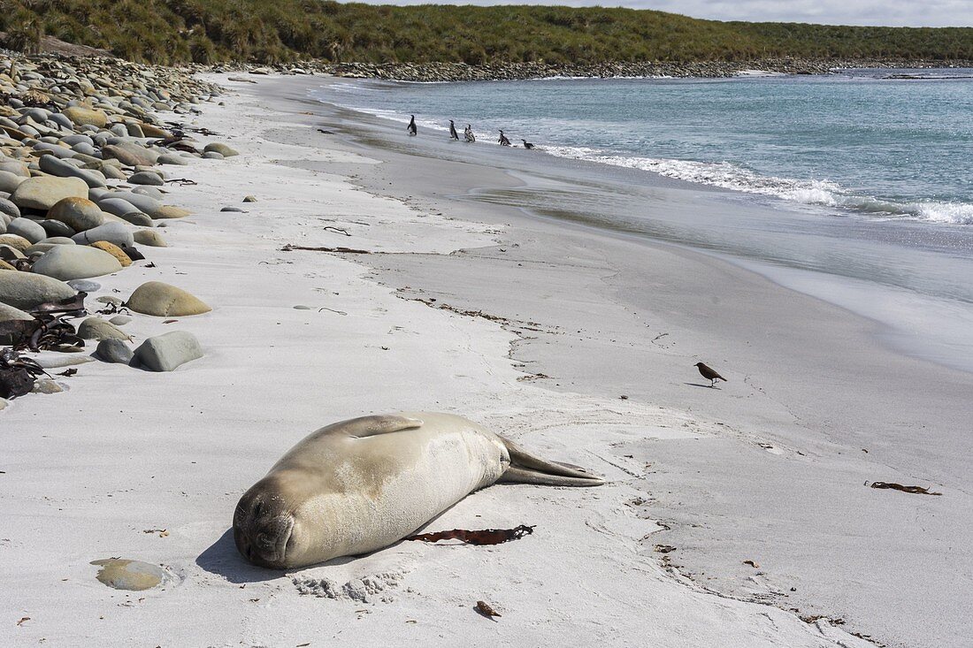 Southern elephant seal pup (Mirounga leonina) resting on a beach, Sea Lion Island, Falkland Islands.