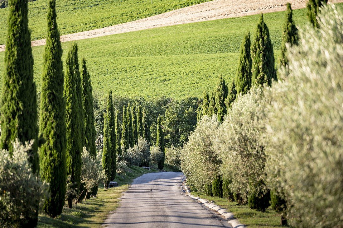 Italy, Marche. Macerata district. Urbisglia. Typical Marche landscape near Urbisaglia with cypresses and vineyards.