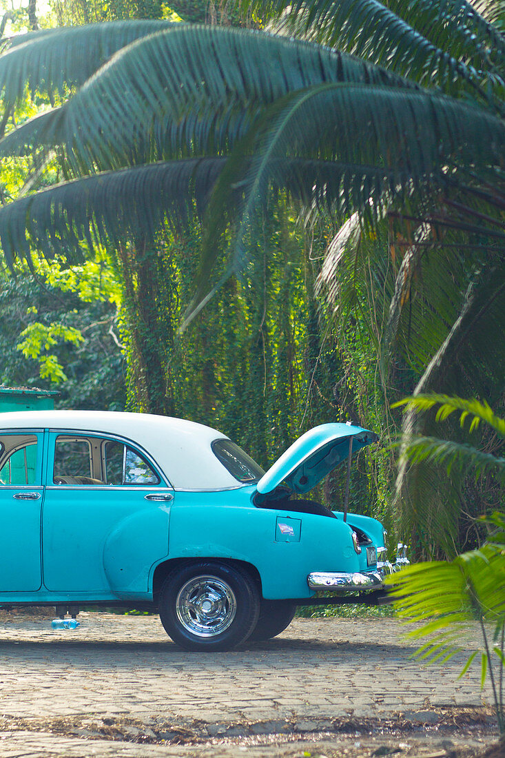 Classic car in a tropical environment in Havana, Cuba