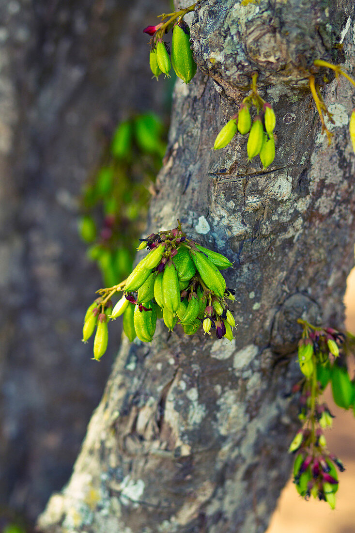 Pickles growing on a tree in Viñales, … License image 71359670