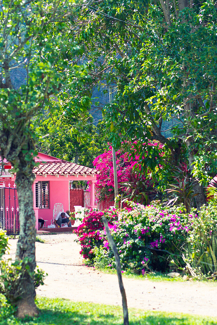 Buntes rosa Haus und rosa Blumen in Vinales, Kuba