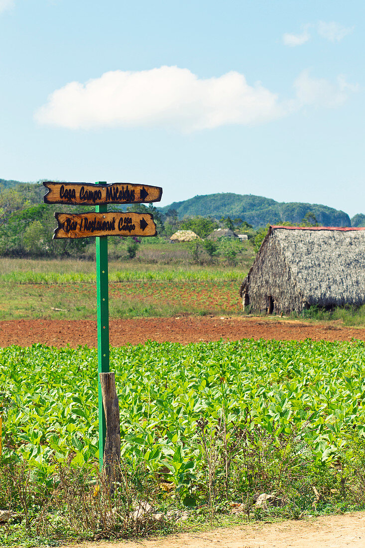 Straßenschild aus Holz in einem Feld in Vinales Valley, Kuba