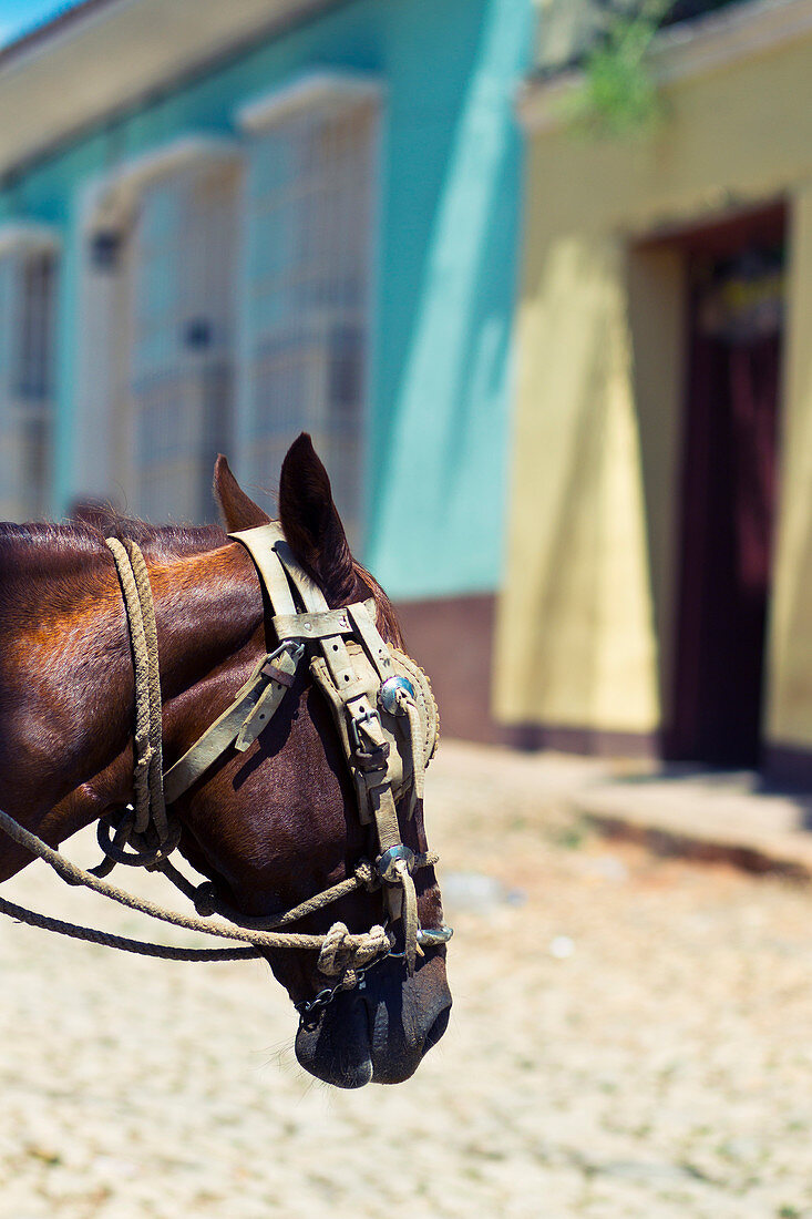 Horses head on the medieval streets of Trinidad, Cuba