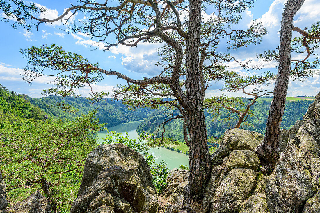 Danube view near the Schlögener Schlinge, Upper Austria, Austria