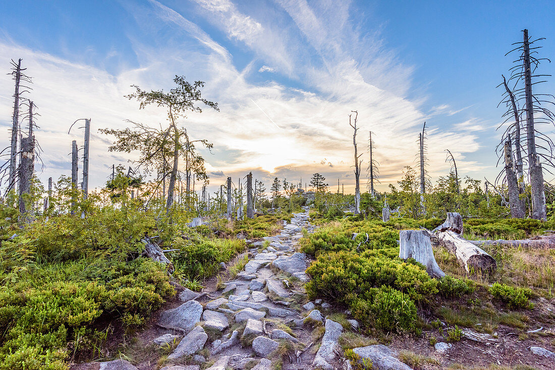 Wanderweg im Bayerischen Wald / Böhmerwald, Bayern, Deutschland / Südböhmen, Tscheschische Republik