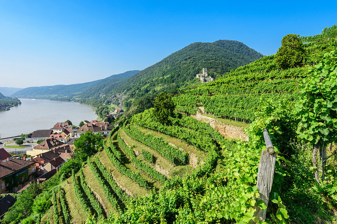 Vineyards on the Tausendimerberg near Spitz an der Donau with a view of the Danube Valley, Wachau, Lower Austria, Austria