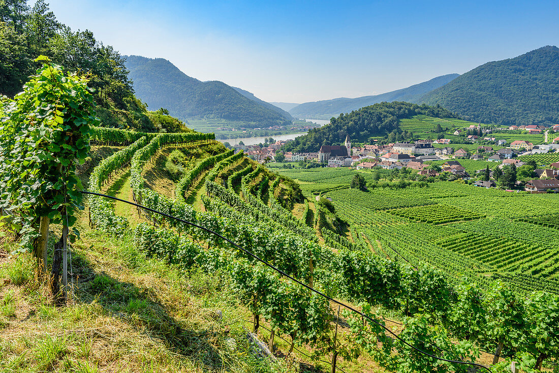 Vineyards near Spitz an der Donau, Wachau, Lower Austria, Austria